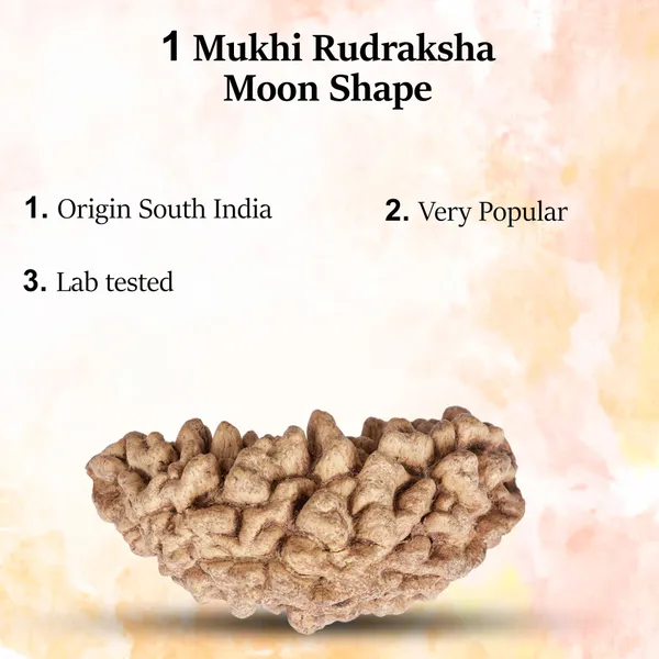 1_Mukhi_Rudraksha_Moon_Shape